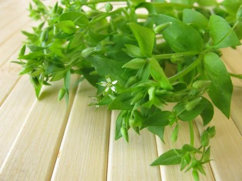 Wild vegetables chickweed Stock Photos