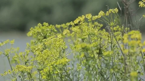 Wild vegetation and blowing in the wind Vidéo 87091620