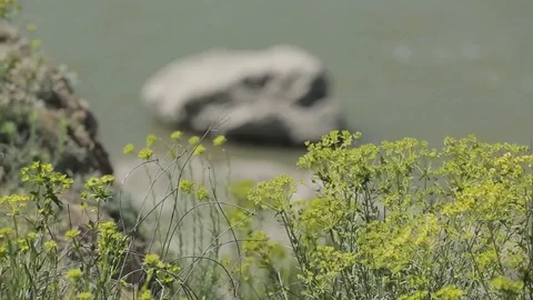 Wild vegetation and blowing in the wind Vidéo 87091628