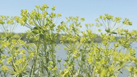 Wild vegetation and blowing in the wind Vidéo 87091636
