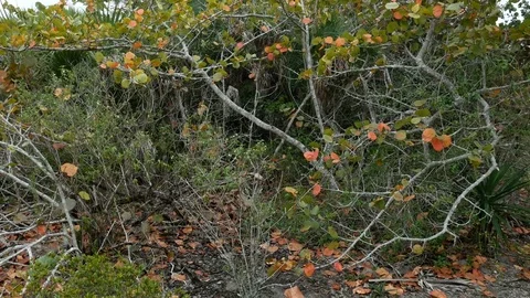 Wild vegetation at the Barefoot Beach State Preserve Stock Footage 73446796