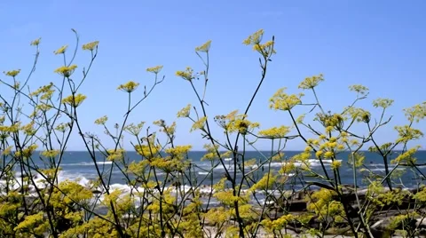 Wild vegetation by the beach Stock Footage 48729619