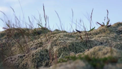 Wild vegetation in a carpet of moss Video stock 341834485