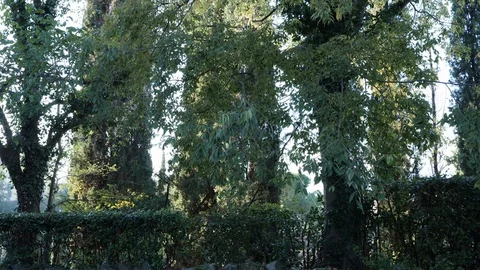 Wild vegetation Stock Footage 122132497