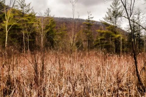 Wild vegetation in a forest Stock Photos