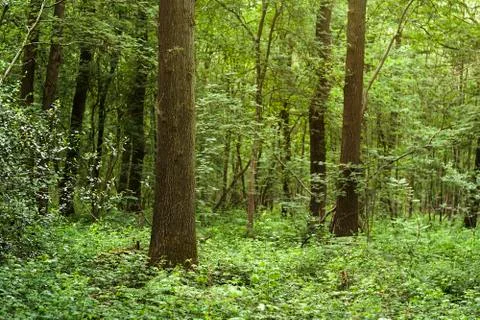 Wild vegetation in a forest Stock Photos