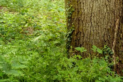Wild vegetation in a forest Stock Photos