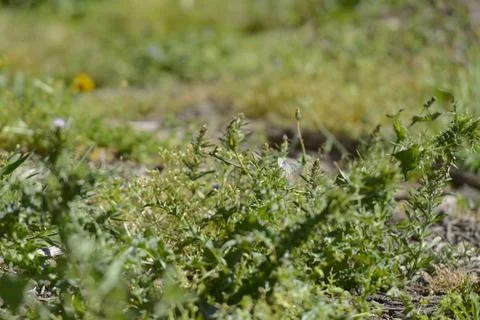 Wild vegetation in the forest Stock Photos