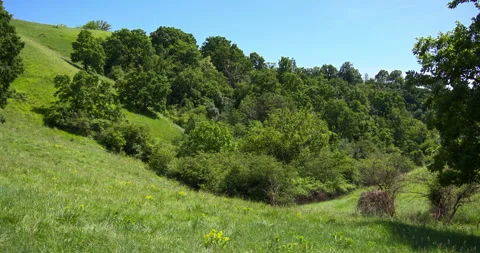 Wild vegetation grows in a valley of rolling hills under bright blue sky Stock Footage 263095331