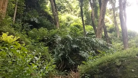 Wild Vegetation in the Hills": Stock Footage 329241796