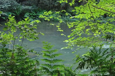 Wild vegetation by the river Stock Photos