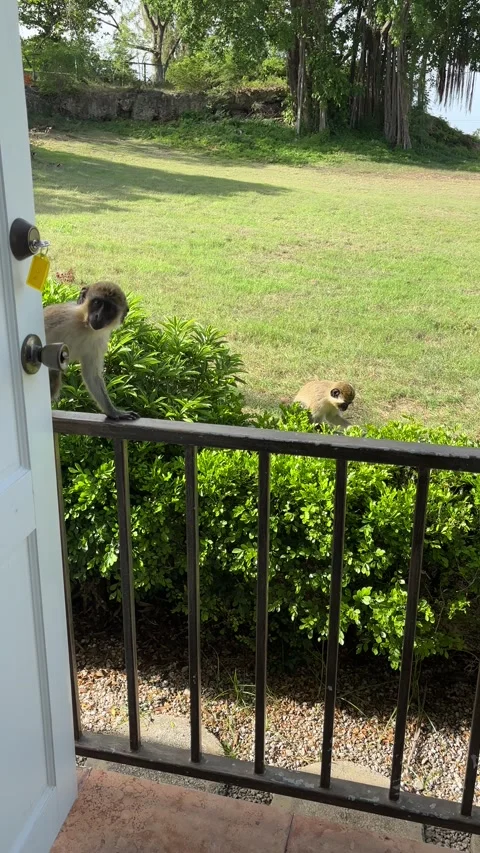 Wild vervet monkey at front door, Barbados Caribbean Stock Footage 341958305
