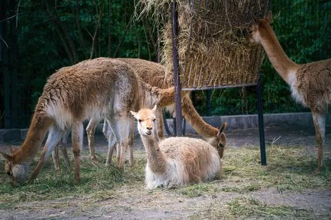 Wild Vicuna in groups grazing grass in Lodz zoo, Poland Foto stock