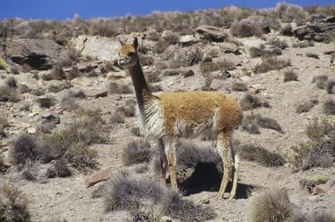 Wild vicuña Stock Photos