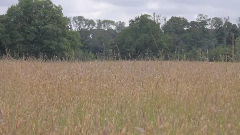 Wild view Vídeos de archivo 132747966