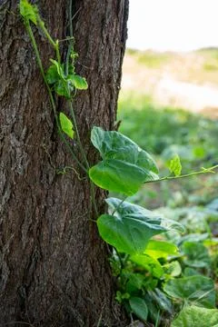 A wild vine grows through the trunk Stock Photos
