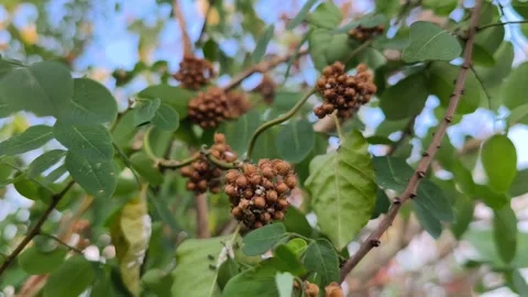 Wild Vine Seed Cluster Stock Footage 340856948