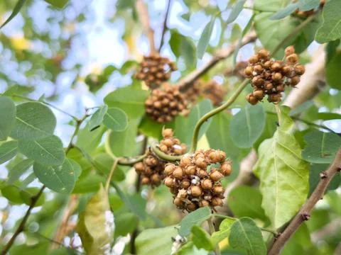 Wild Vine Seed Cluster Stock Photos