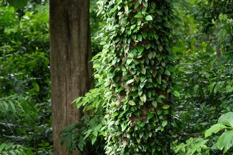 Wild vines on large forest tree. Stock Photos