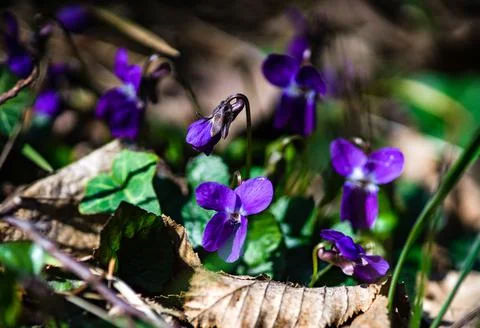 Wild viola flowers 스톡 사진