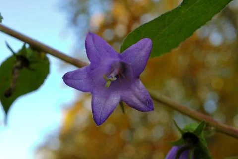 Wild violet bell on a background of yellow leaves. Stock Photos