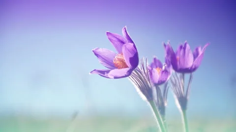 Wild violet crocuses on the meadow against the blue sky Video stock 152720527