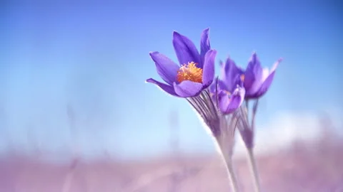 Wild violet crocuses on the meadow against the blue sky. Video stock 152720535
