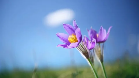 Wild violet crocuses on the meadow against the blue sky Stock Footage 180537568