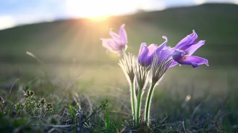Wild violet crocuses on the meadow against the blue sky Stock Footage 180537972