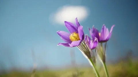 Wild violet crocuses on the meadow against the blue sky Stock Footage 180567635
