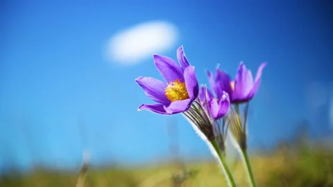 Wild violet crocuses on the meadow Stock Footage 152720716