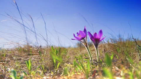 Wild violet crocuses on the meadow with green grass Video stock 150991944