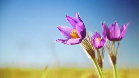 Wild violet crocuses on the meadow with green grass Stock Footage 150992747