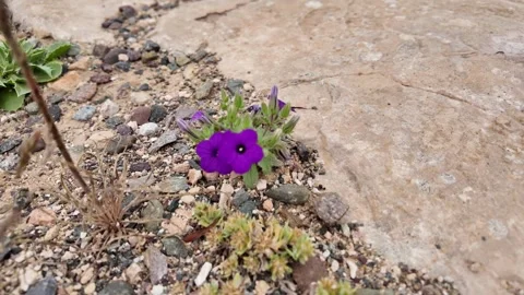 Wild Violet Flower Stock Footage 333584042