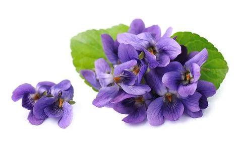 Wild violet flower Foto stock