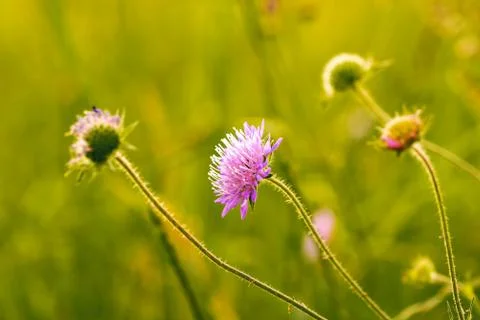 Wild violet iolet flower backlit on meadow in sunset light. selective focus o Stock Photos