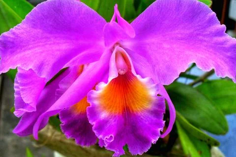 Wild Violet Orchid Foto stock