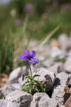 Wild violet Stock Photos