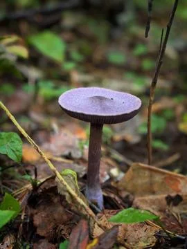 Wild violet webcap red-book mushroom. Vertical photo Stock-Fotos