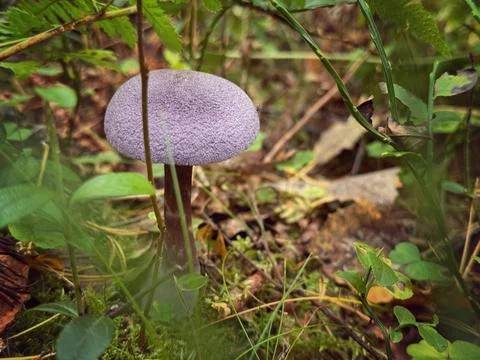 Wild violet webcap red-book mushroom 写真素材