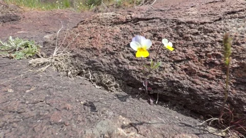 Wild violet with white and yellow petals growing from a crack in a granite ro 스톡 동영상 332735862