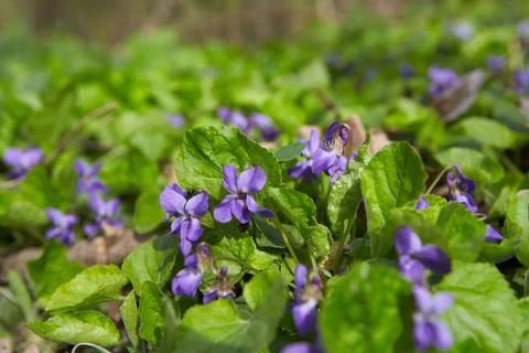 Wild violets blooming in forest. Stock Photos