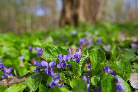 Wild violets blooming in forest. Stock Photos