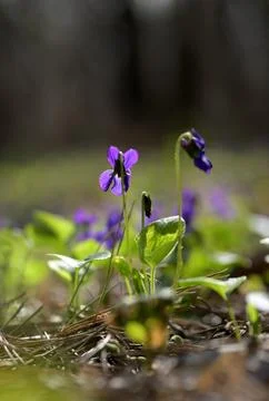 Wild Violets Blooming in a Spring Forest  Vertical Stock Photos