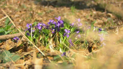 Wild violets Stock-Footage 695914