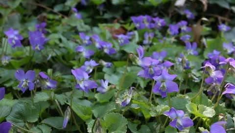 Wild violets Stock Footage 11019786