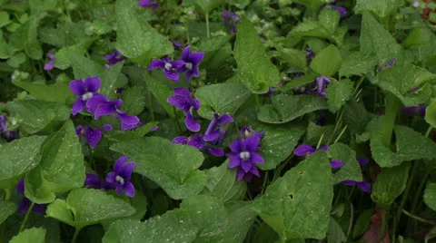 Wild violets Stock Footage 22771962