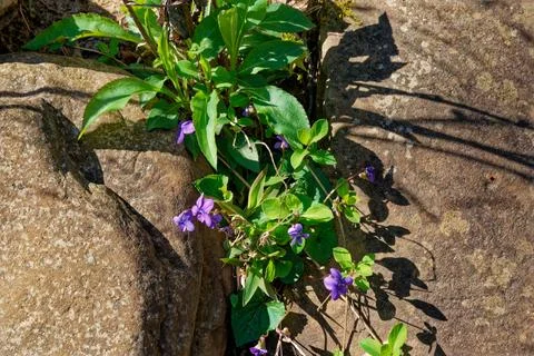 Wild violets growing between rocks Foto stock