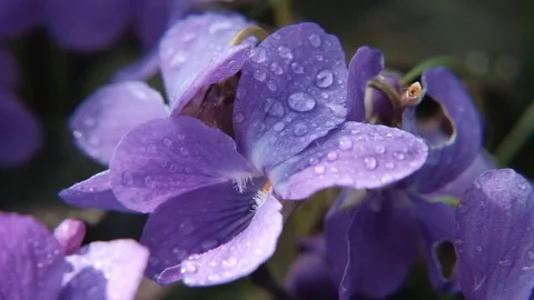 Wild violets. Macro dolly shot. 4K resolution. Shallow depth of field. Stock Footage 107390611