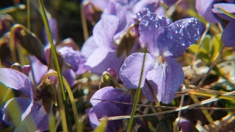 Wild violets. Macro dolly shot. 4K resolution. Shallow depth of field. Stock Footage 107392829